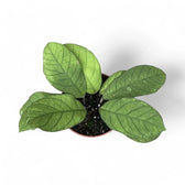 Hoya sp. Sabah (EPC 961) Zimmerpflanze im Anzuchttopf vor weißem Hintergrund, Produktfoto 3.