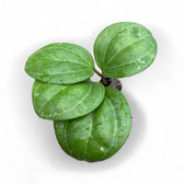 Hoya sp. Sarawak 'Cream' potted plant in nursery pot on white background.