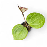 Hoya sp. Sarawak 'Cream' potted plant in nursery pot on white background.