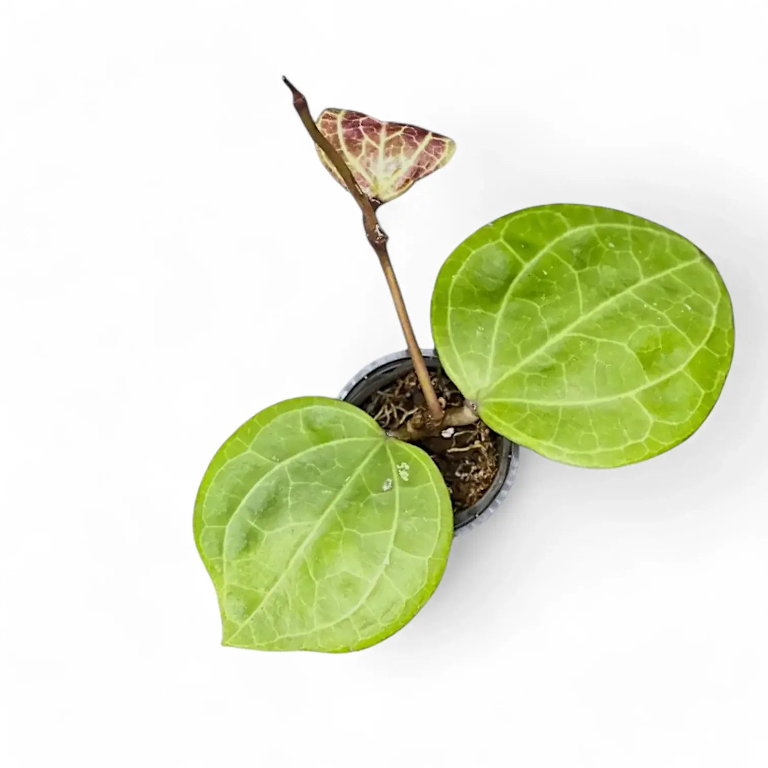 Hoya sp. Sarawak 'Cream' potted plant in nursery pot on white background.