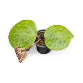 Hoya sp. Sarawak 'Cream' potted plant in nursery pot on white background.