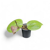 Hoya sp. Sarawak 'Cream' potted plant in nursery pot on white background.