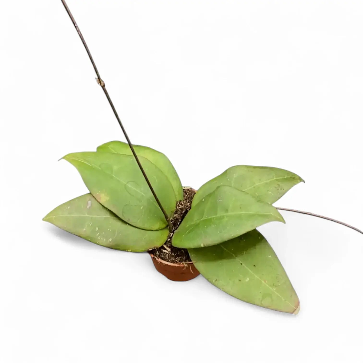 Hoya sp. 'Sulawesi 3' potted plant in nursery pot on white background.