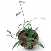 Hoya sp. Sumatra potted plant in nursery pot on white background.