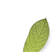Hoya sp. Thailand close-up of leaf on white background.