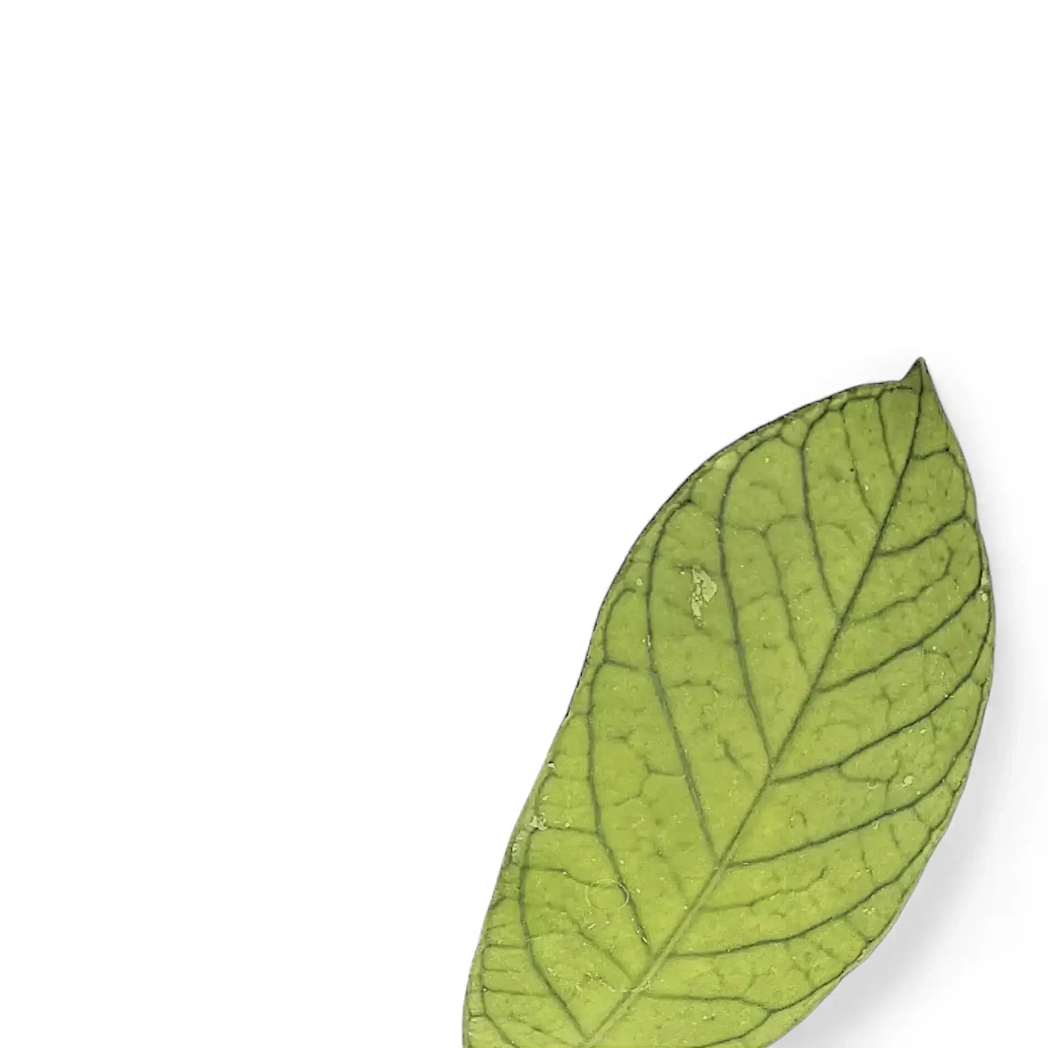 Hoya sp. Thailand close-up of leaf on white background.