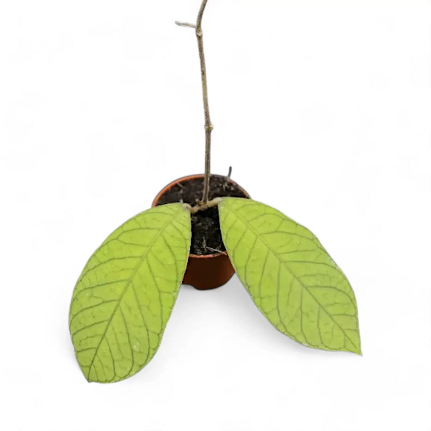 Hoya sp. Thailand potted plant in nursery pot on white background.
