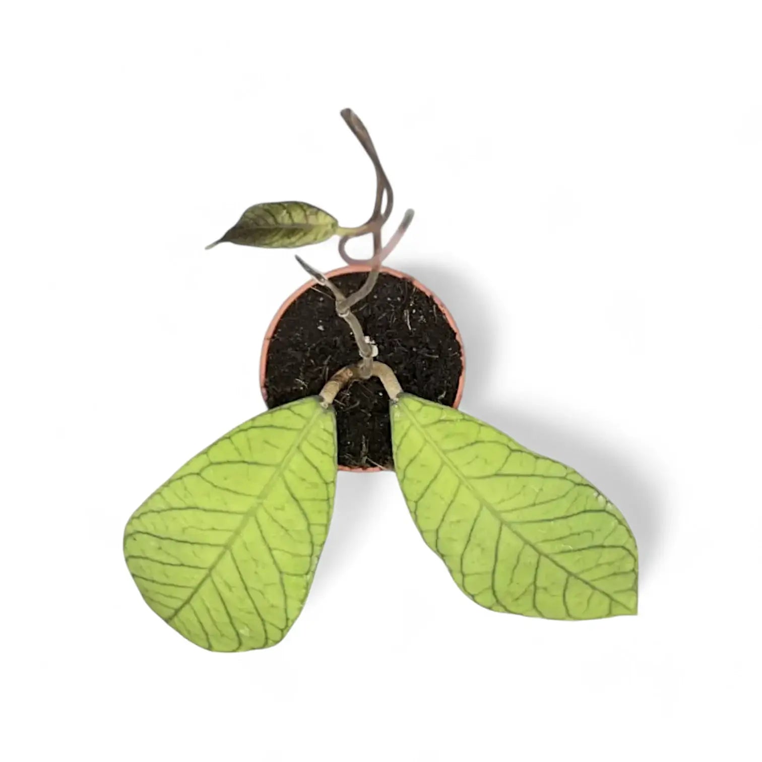 Hoya sp. Thailand potted plant in nursery pot on white background.