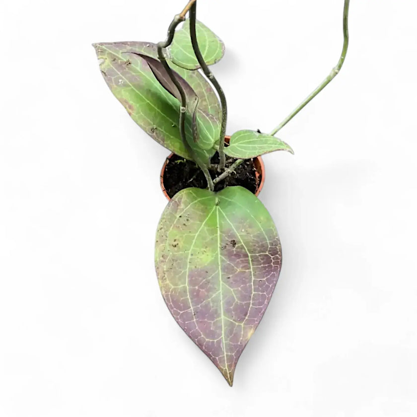 Hoya sp. Timika potted plant in nursery pot on white background.