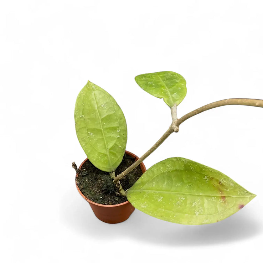 Hoya sp. Trenggalek potted plant in nursery pot on white background.