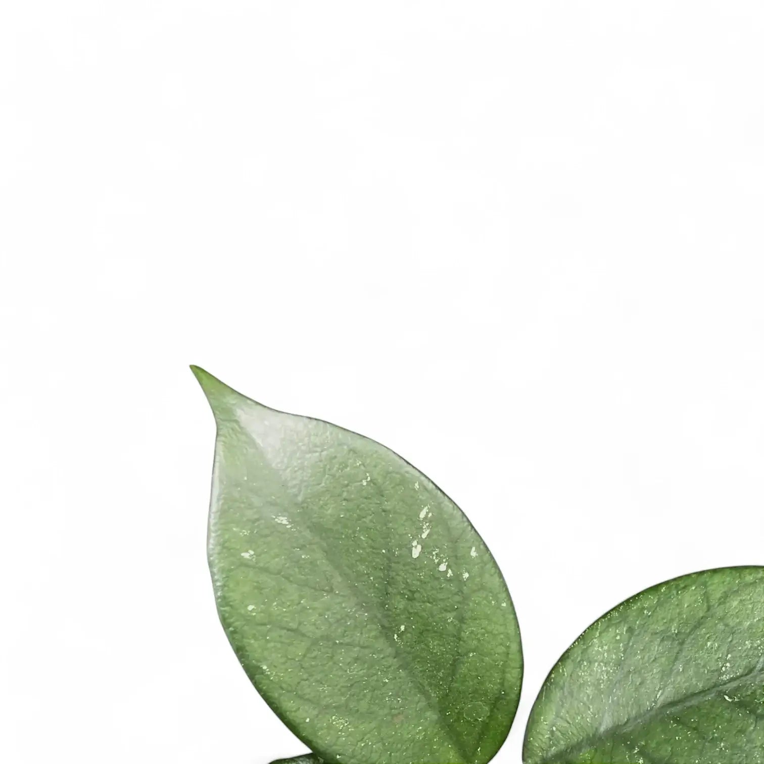 Hoya sp. Vietnam (Clone 1) – Blattdetail vor weißem Hintergrund..