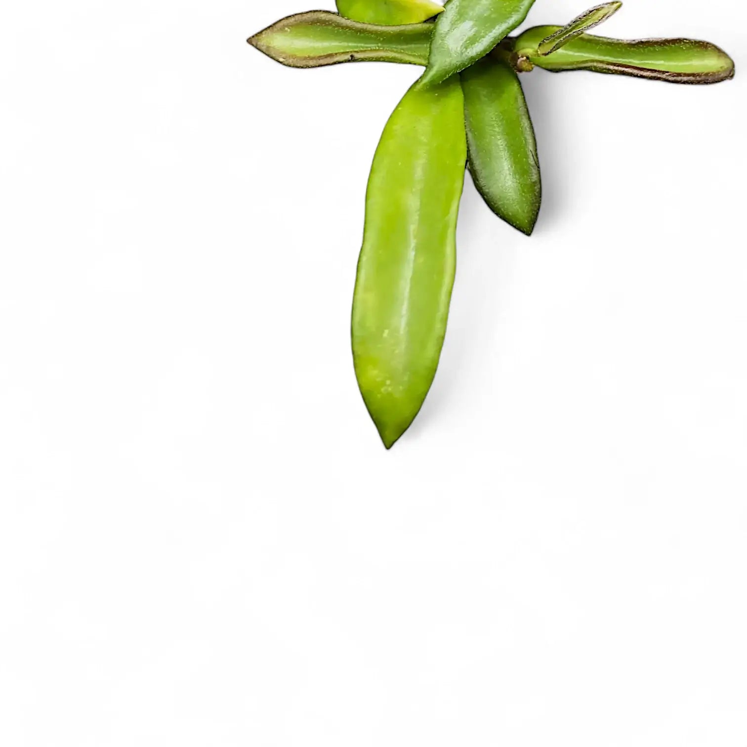 Hoya sp. Zambales leaf detail on white background.
