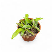 Hoya sp. Zambales potted plant in nursery pot on white background.