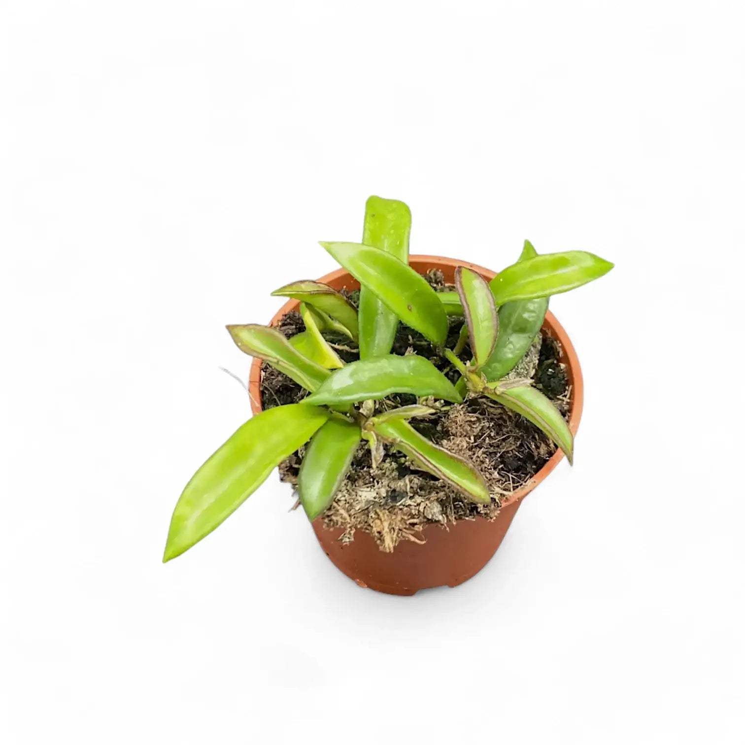 Hoya sp. Zambales potted plant in nursery pot on white background.