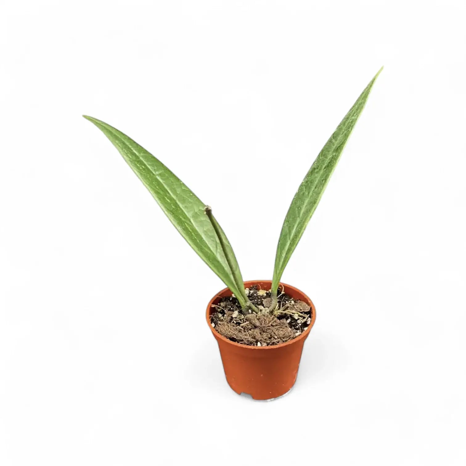 Hoya sulawesiana Zimmerpflanze im Anzuchttopf vor weißem Hintergrund, Produktfoto 3.
