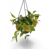 Hoya 'Sunrise' potted plant in nursery pot on white background.