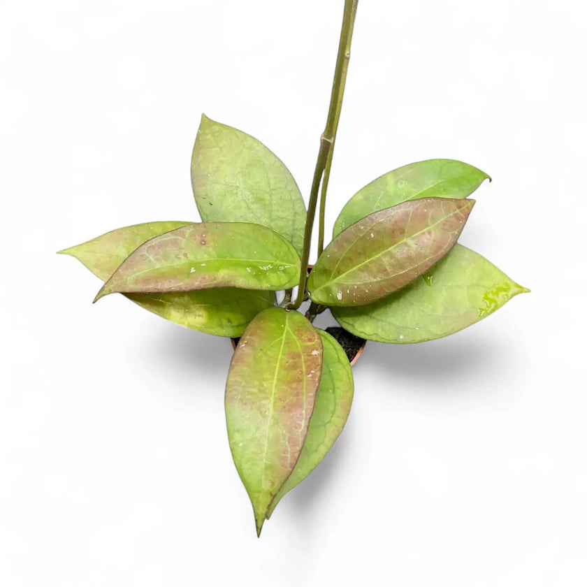 Hoya 'Tequila Sunrise' potted plant in nursery pot on white background.