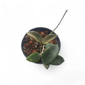 Hoya thomsonii potted plant in nursery pot on white background.