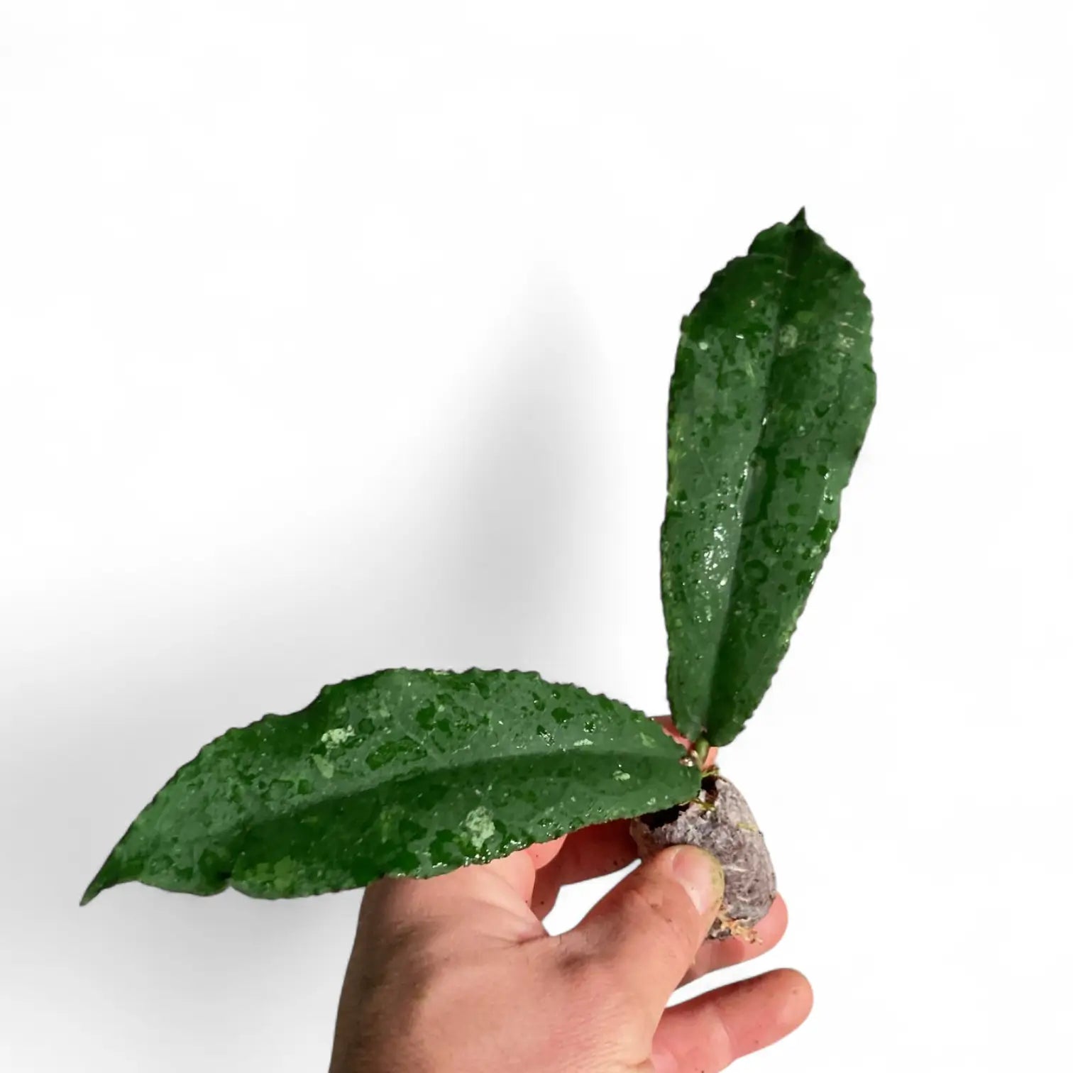Hoya undulata potted plant in nursery pot on white background.