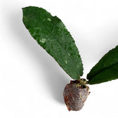 Hoya undulata potted plant in nursery pot on white background.
