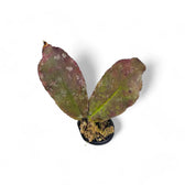 Hoya undulata potted plant in nursery pot on white background.