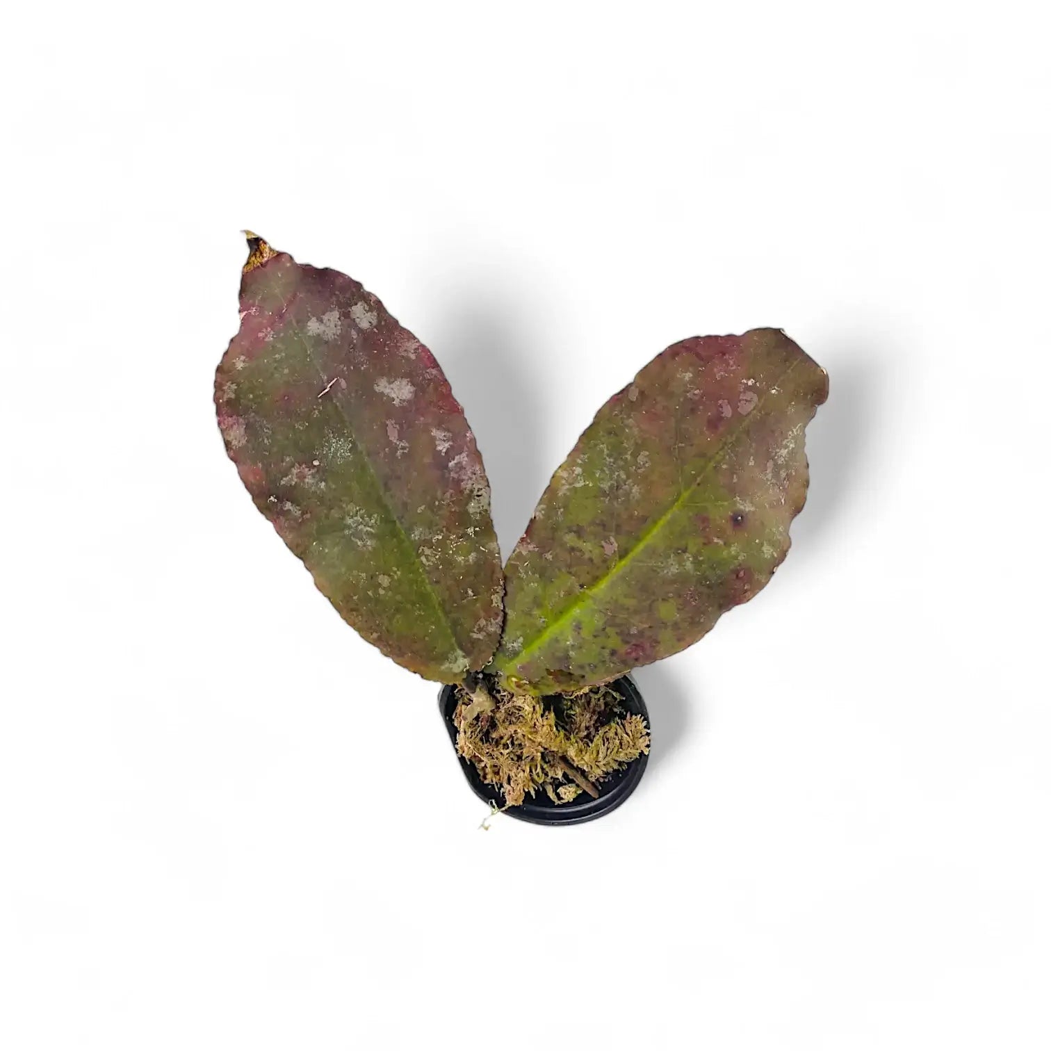 Hoya undulata potted plant in nursery pot on white background.