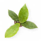 Hoya undulata potted plant in nursery pot on white background.