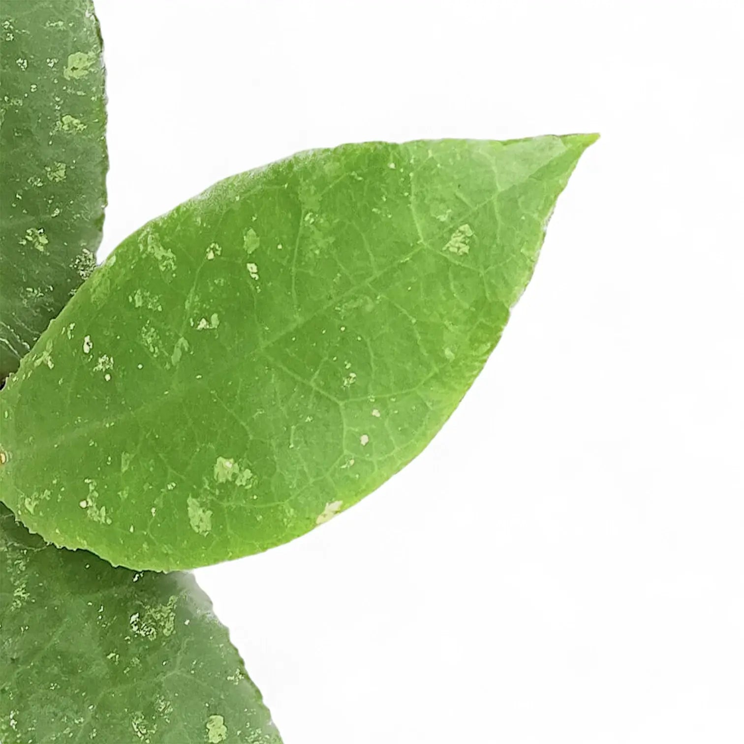 Hoya undulata potted plant in nursery pot on white background.