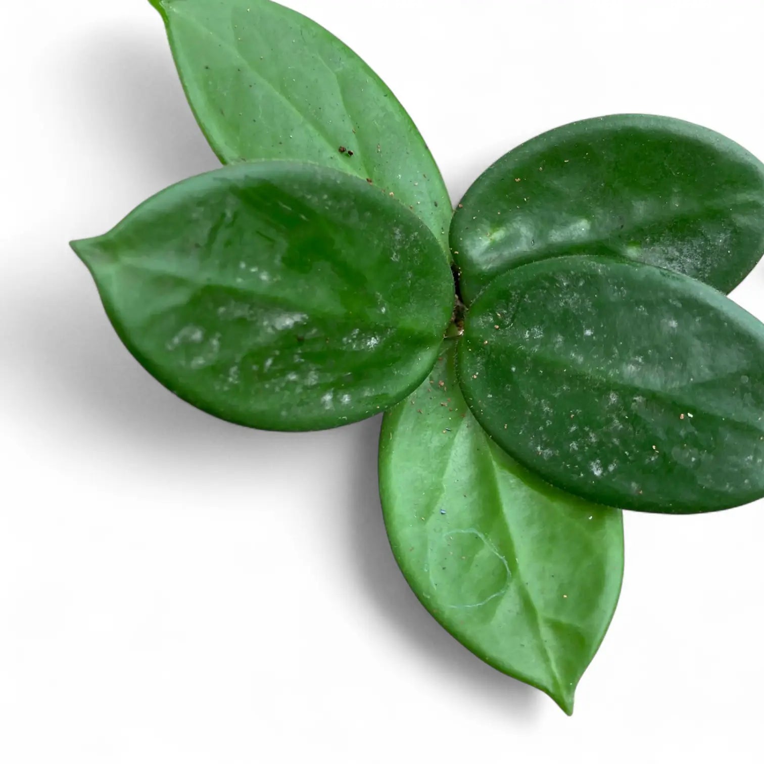 Hoya vangviengiensis leaf detail on white background.