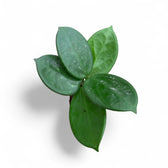 Hoya vangviengiensis potted plant in nursery pot on white background.
