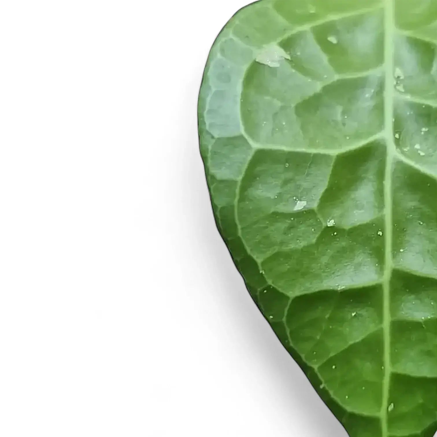 Hoya verticillata 'Lampung' – Blattdetail vor weißem Hintergrund..
