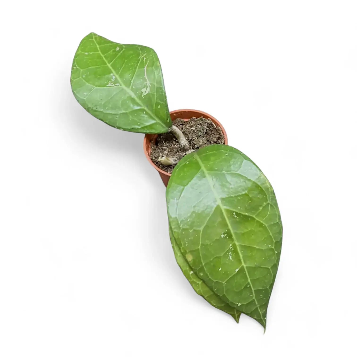 Hoya verticillata 'Lampung' potted plant in nursery pot on white background.