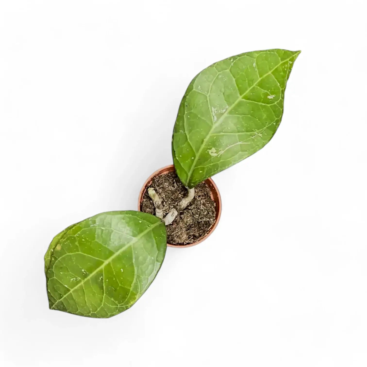 Hoya verticillata 'Lampung' potted plant in nursery pot on white background.