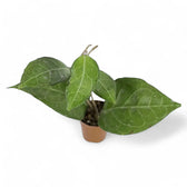 Hoya verticillata 'Lampung' potted plant in nursery pot on white background.