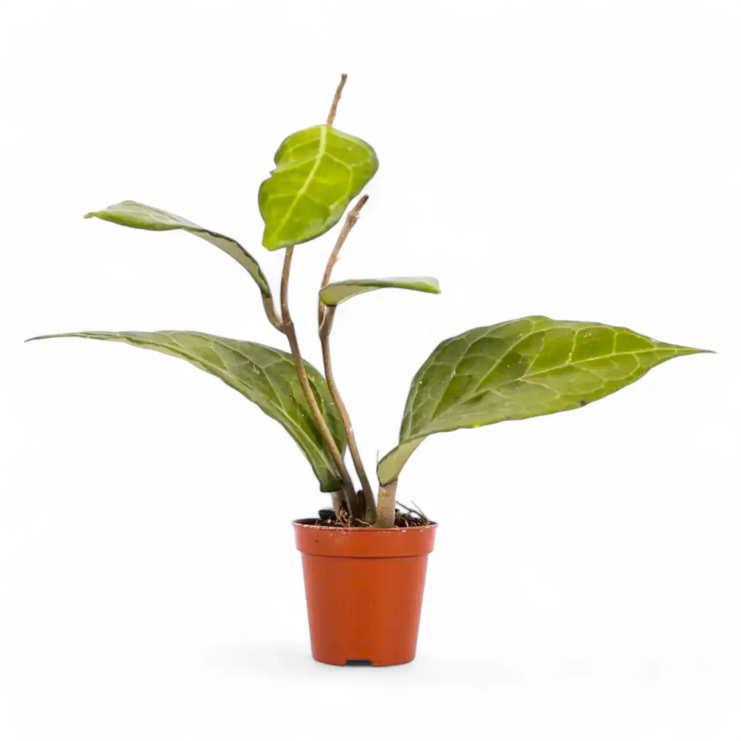 Hoya verticillata 'Lampung' potted plant in nursery pot on white background.
