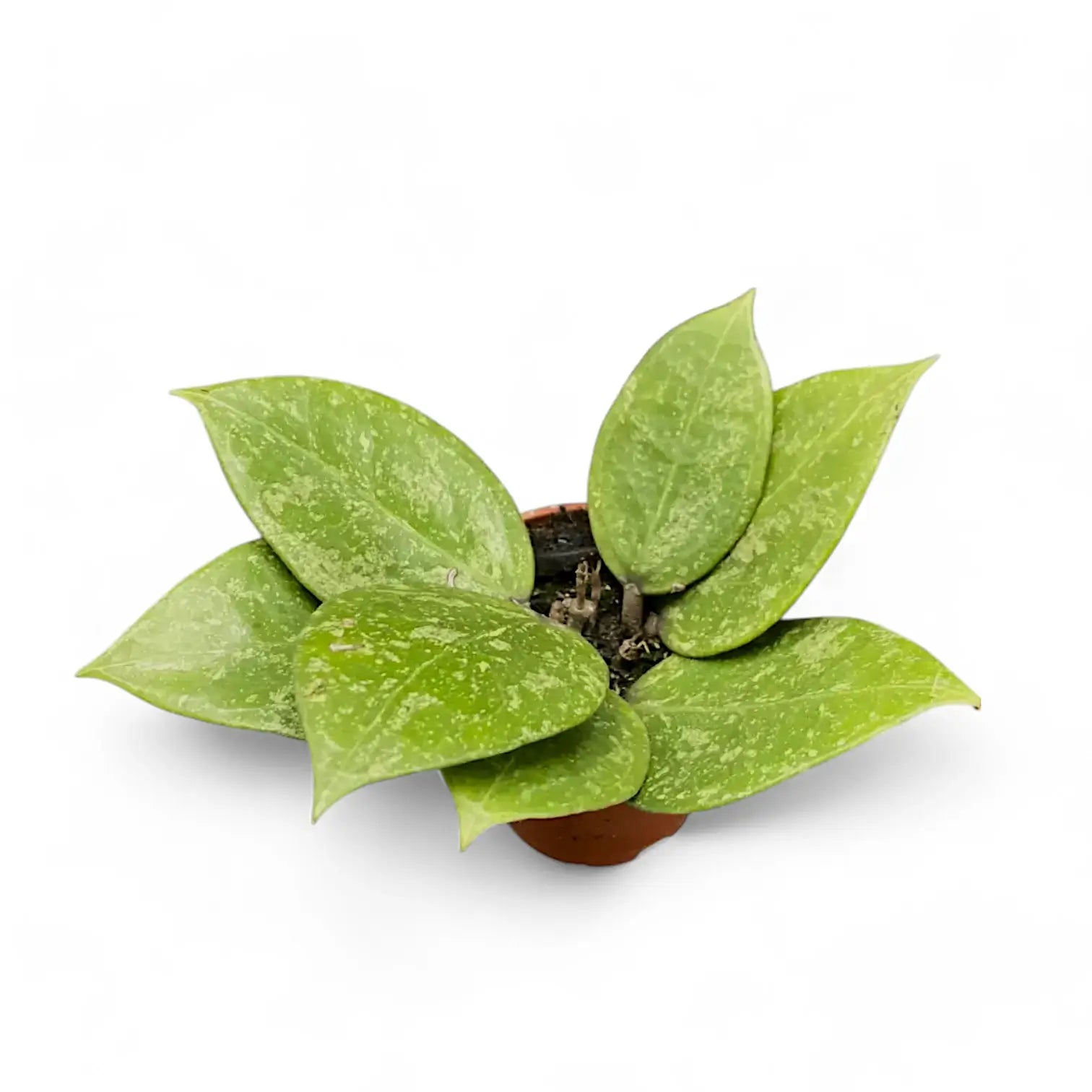 Hoya verticillata 'N-Splash' Zimmerpflanze im Anzuchttopf vor weißem Hintergrund, Produktfoto 2.