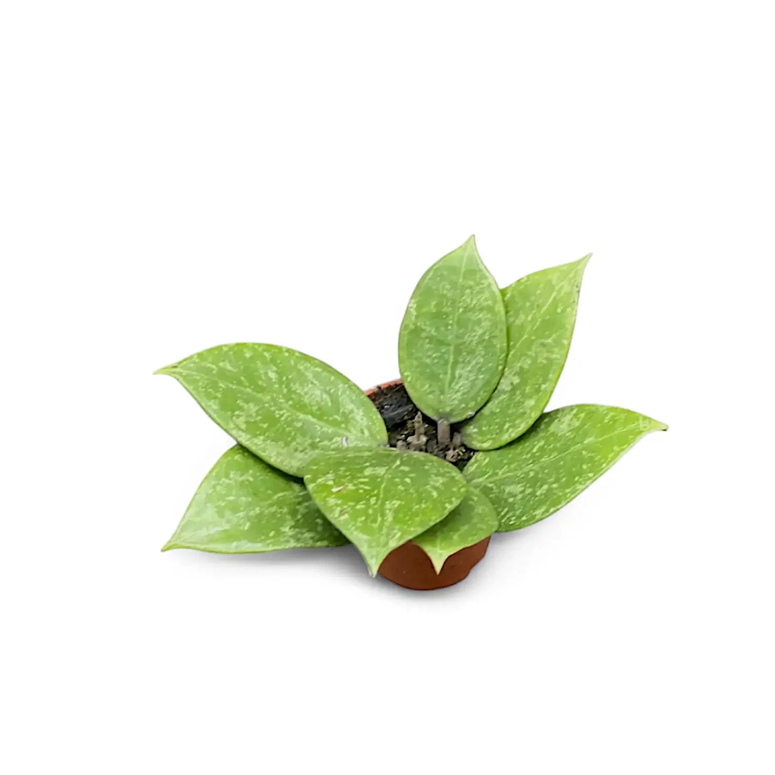 Hoya verticillata 'N-Splash' Zimmerpflanze im Anzuchttopf vor weißem Hintergrund, Produktfoto 3.
