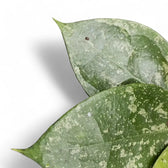 Hoya verticillata 'Nanjuk Splash' potted plant in nursery pot on white background.