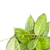 Hoya verticillata 'Pati' close-up of leaf on white background.