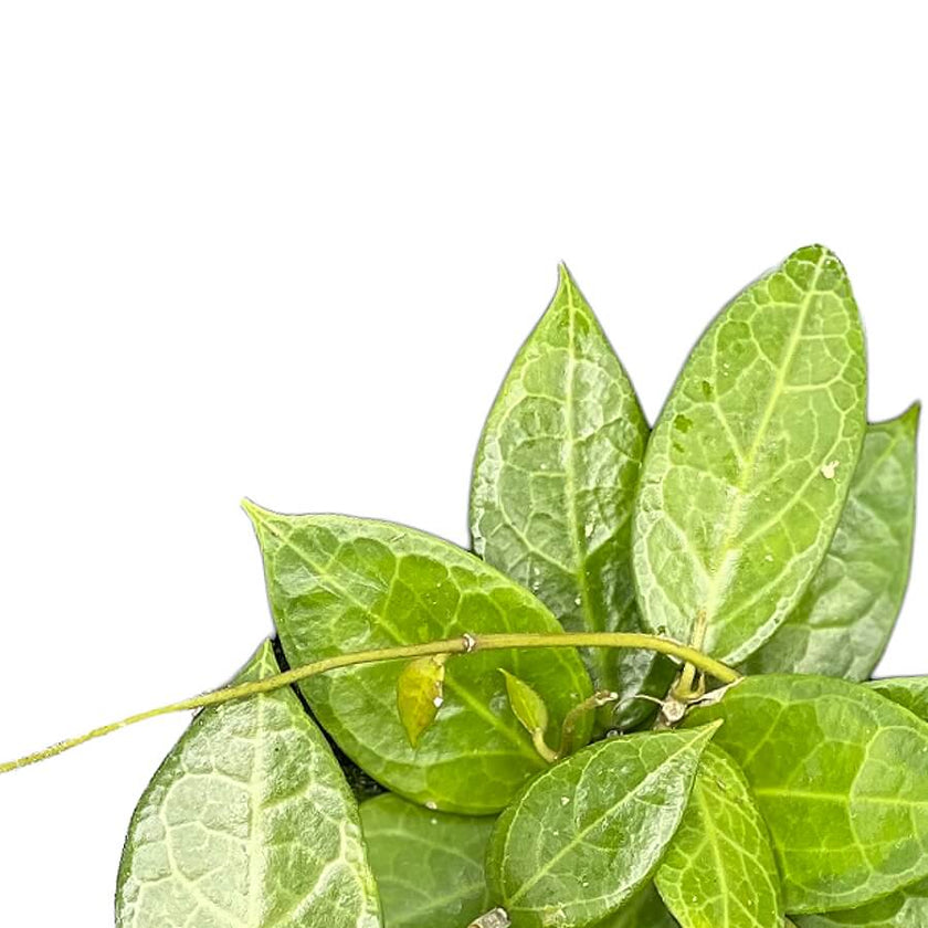 Hoya verticillata 'Pati' close-up of leaf on white background.