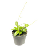 Hoya verticillata 'Pati' potted plant in nursery pot on white background.