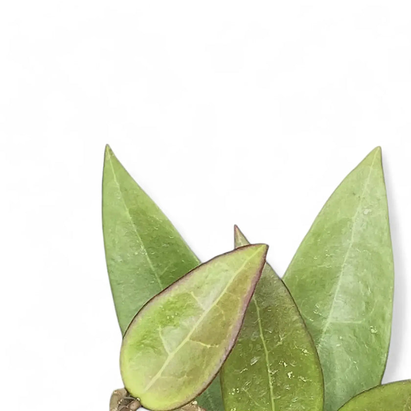 Hoya verticillata 'Red leaf' aka 'Spoon leaf' close-up of leaf on white background.