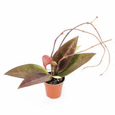 Hoya verticillata 'Red leaf' aka 'Spoon leaf' potted plant in nursery pot on white background.