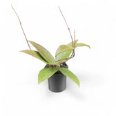Hoya verticillata 'Red leaf' aka 'Spoon leaf' potted plant in nursery pot on white background.