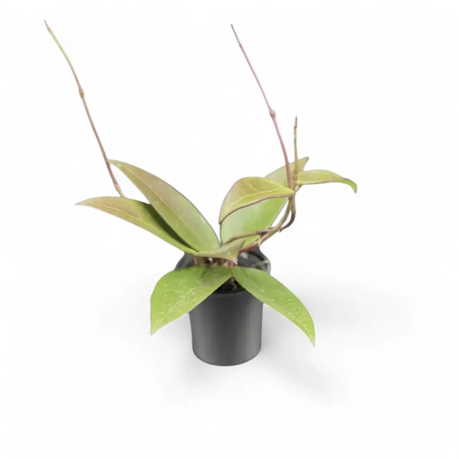 Hoya verticillata 'Red leaf' aka 'Spoon leaf' potted plant in nursery pot on white background.