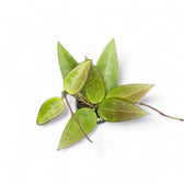 Hoya verticillata 'Red leaf' aka 'Spoon leaf' potted plant in nursery pot on white background.