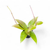 Hoya verticillata 'Red leaf' aka 'Spoon leaf' potted plant in nursery pot on white background.
