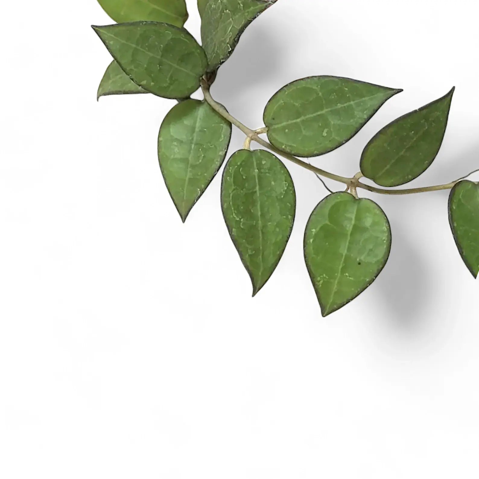 Hoya verticillata var. verticillata 'Black Edge' ('Black Margin') – Blattdetail vor weißem Hintergrund..