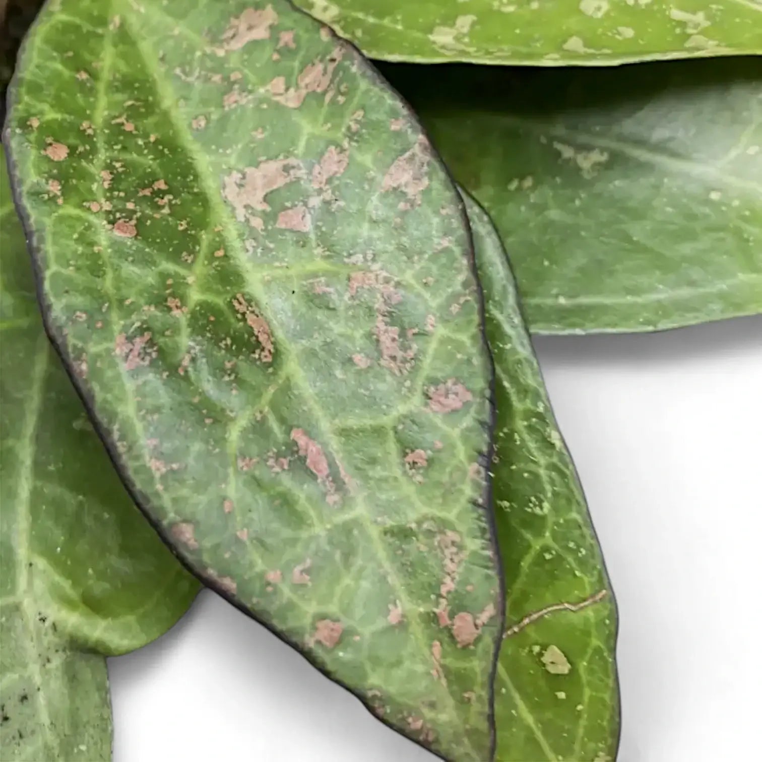 Hoya verticillata var. verticillata 'Pink Splash' – Blattdetail vor weißem Hintergrund..