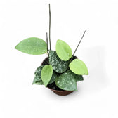 Hoya verticillata var. verticillata 'Splash' potted plant in nursery pot on white background.